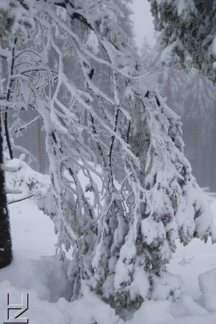 Fotos Harz : Wurmberg 12/08 Schnee-Impressionen im Nebel 8881