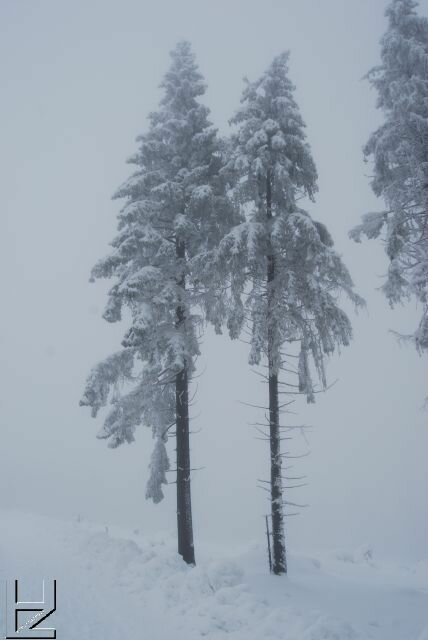 Fotos Harz : Wurmberg 12/08 Schnee-Impressionen im Nebel 8884