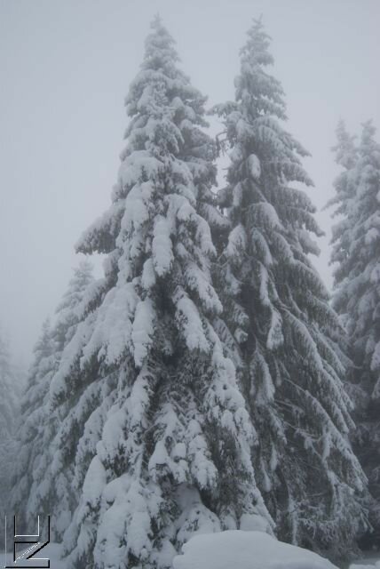 Fotos Harz : Wurmberg 12/08 Schnee-Impressionen im Nebel 8890