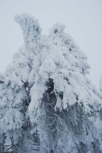 Fotos Harz : Wurmberg 12/08 Schnee-Impressionen im Nebel 8901